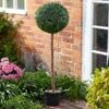 Smart Garden Uno Faux Topiary Tree 120cm -Rustic Roots boxwood