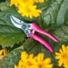 Burgon & Ball Fluores Bypass Secateur - Pink -Rustic Roots burgon ball fluores bypass secateur pink 2