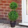 Duo Topiary Tree - 60cm -Rustic Roots duo topiary tree 60cm