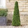 Topiary Boxwood Obelisk 60 Cm - Smart Garden 2 Topiary Boxwood Obelisk 60 Cm - Smart Garden -Rustic Roots faux ob 1