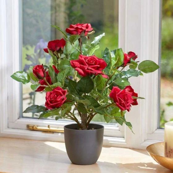 Smart Garden Regent's Roses Ruby Red 40cm 3 Smart Garden Regent's Roses Ruby Red 40cm