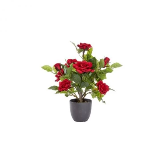 Smart Garden Regent's Roses Ruby Red 40cm 4 Smart Garden Regent's Roses Ruby Red 40cm - Image 2