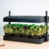 Worth Gardening Grow Light Garden Black 1 Worth Gardening Grow Light Garden Black -Rustic Roots g139b lifestyle 2