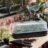 Elho Green Basics Grow House L - Transparent -Rustic Roots grow house l