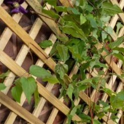 Forest Garden Trellis Planter -Rustic Roots untitled 46 4